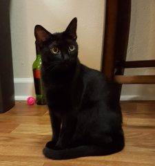 Shade - Black Cat For Adoption To Loving Home In San Diego