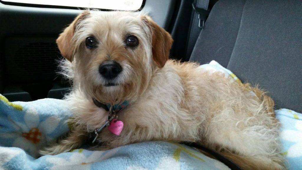 Rehomed! – cookie – 4 yo female long hair dachshund mix  sacramento ca