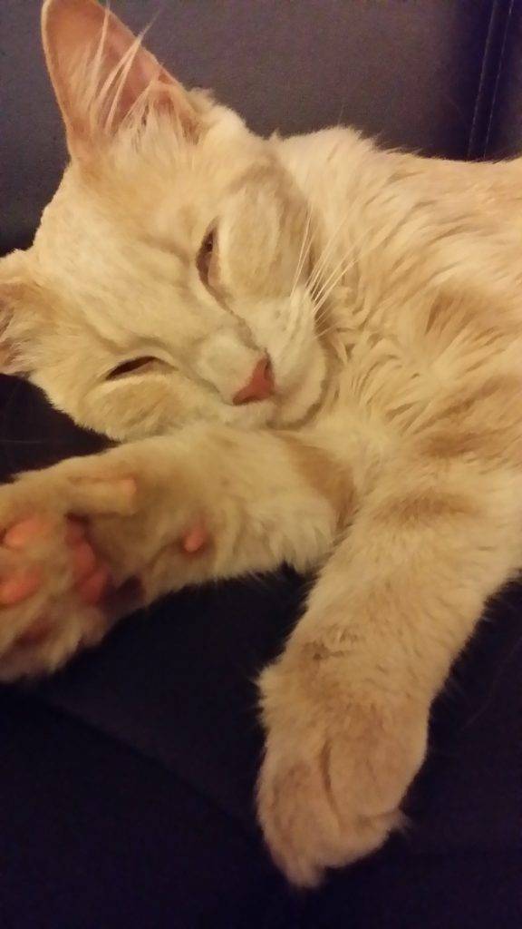 Siberian mix cat for adoption glendale az
