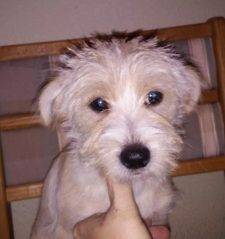 Tippy – Adorable 3 Month Old Puppy For Adoption – Border Terrier/Chihuahua Mix