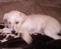 Border terrier chihuahua mix puppy for adoption modesto california