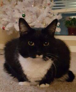 Photo Black and white tuxedo cat for adoption in minneapolis