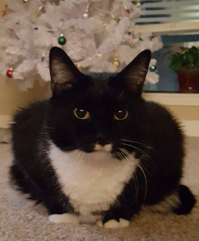 Marvelous midnight – female tuxedo purring machine seeks loving owners to cherish her – supplies included – minneapolis mn