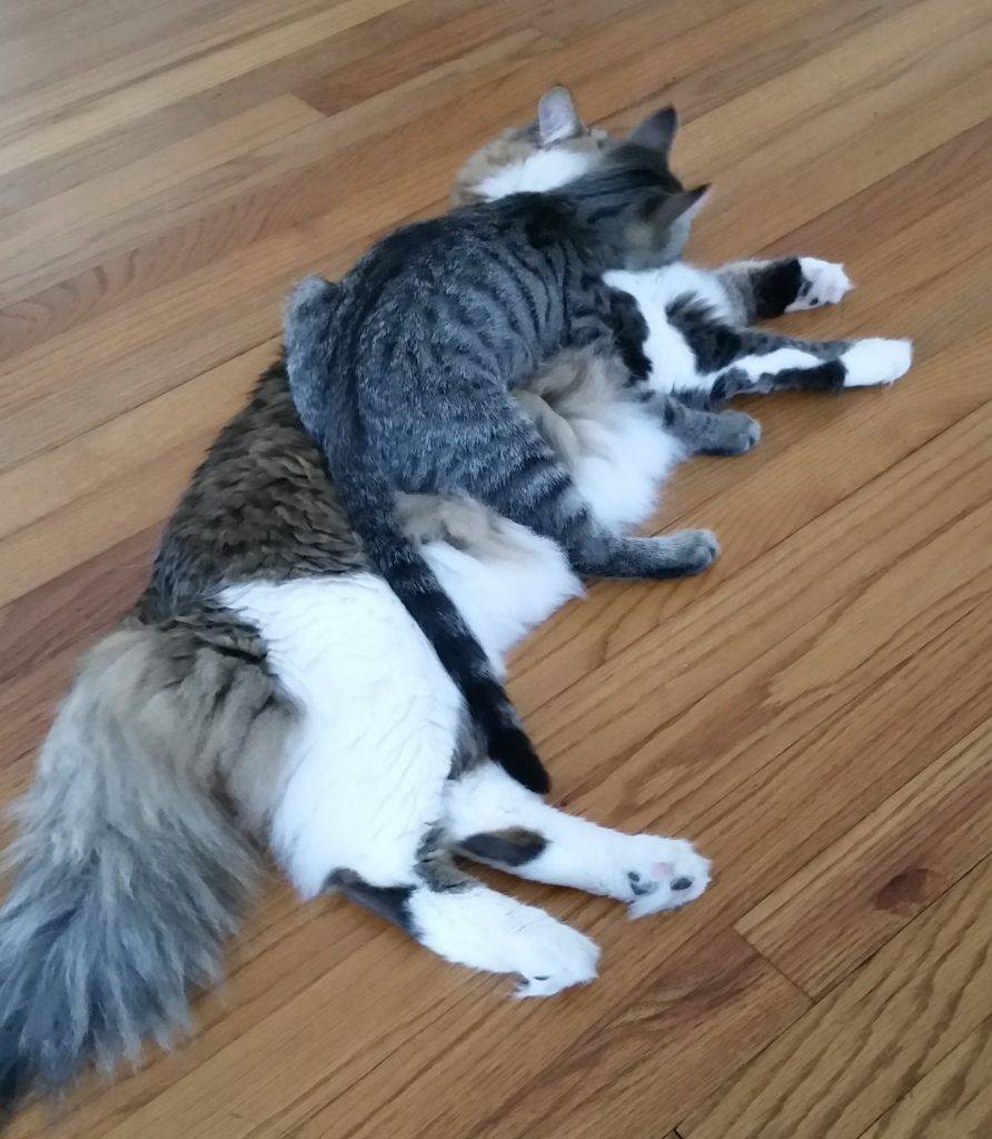 Maine coon mix and tabby cats for adoption in montgomery al. With his luscious long tabby and white coat and amazing bushy tail, barney is one very handsome maine coon mix cat. He and his little brother blue, a sweet domestic shorthair tabby cat are looking for a very special home together anywhere within a reasonable distance of montgomery, alabama.