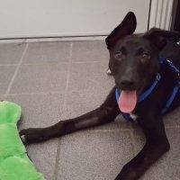 German Shepherd Labrador Retriever Mix Puppy For Adoption In San Antonio Texas – Adopt Xander Today!