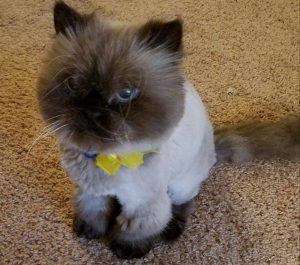 Photo Adorable senior himalayan cat for private adoption lewisberry pa - adopt kiki