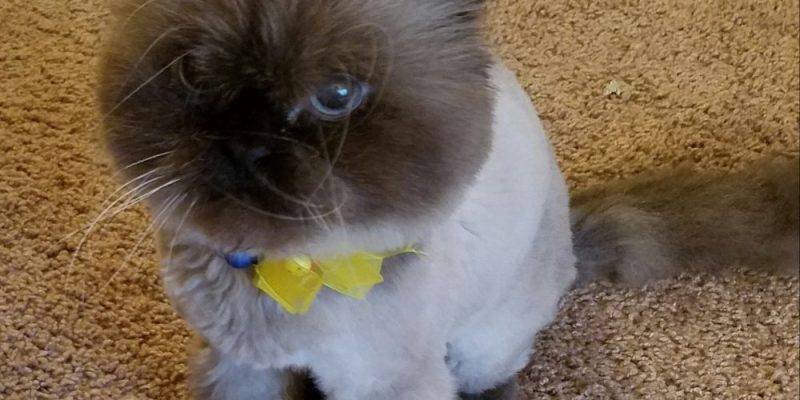 Adorable Senior Himalayan Cat For Private Adoption Lewisberry PA - Adopt Kiki