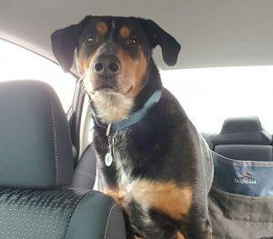 Cleveland oh – rottweiler labrador retriever mix for adoption with supplies