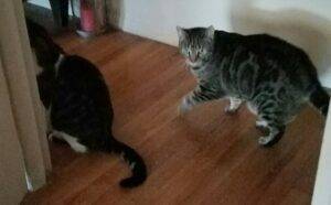 Grey tabby and grey tabby tuxedo cats for adoption near newark in randolph new jersey – supplies included – adopt optimus & megatron
