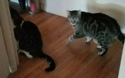 Grey Tabby and Grey Tabby Tuxedo Cats For Adoption Near Newark in Randolph New Jersey – Supplies Included – Adopt Optimus & Megatron