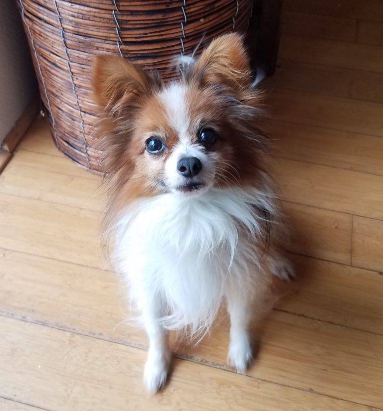 purebred papillon