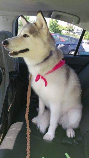 Gucci Is A Stunning White Siberian Husky Dog For Adoption In Seattle, Washington.