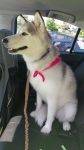 Gucci Is A Stunning White Siberian Husky Dog For Adoption In Seattle, Washington.