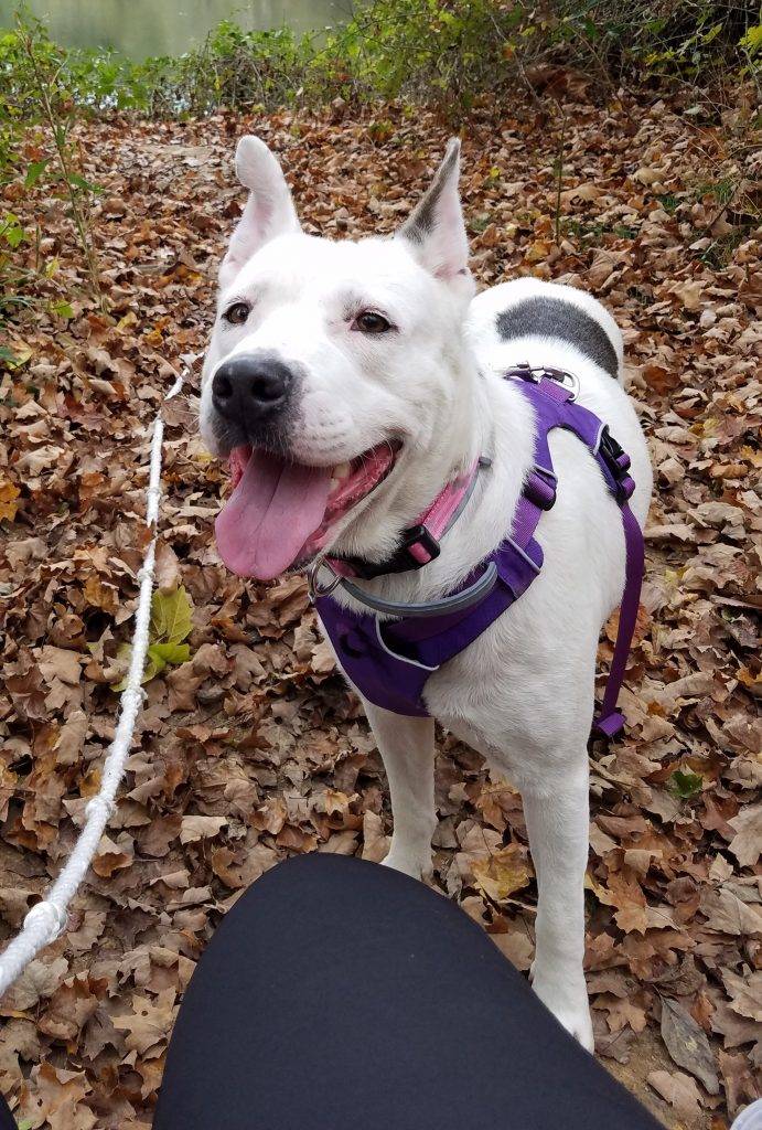 White german shepherd yellow labrador retriever mix dog for adoption in sanford nc near raleigh