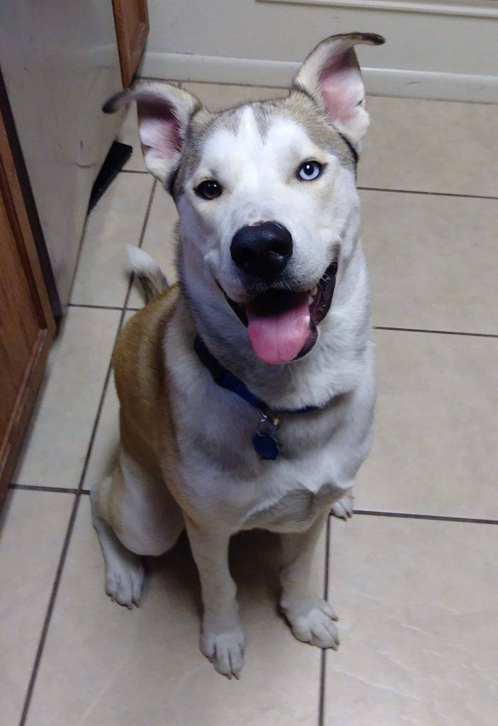 Kai is a gorgeous brown and white male siberian husky labrador retriever mix dog for adoption to a very loving home in or near corpus christi tx. This very special dog is just 1 year old and is a big boy at 92 pounds. Kai is fixed, up to date on shots, very healthy and house trained. Questions about kai? Contact our corpus christi dog rehoming team. Text