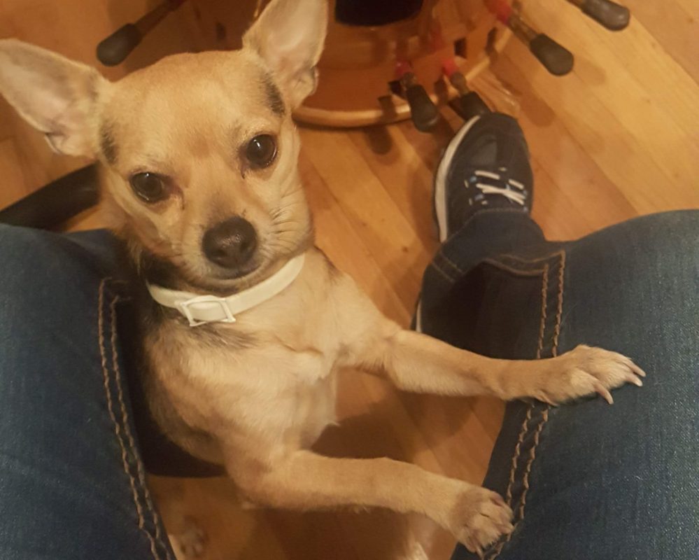 Senior Chihuahua For Adoption in Kansas City, Kansas – Meet Treble