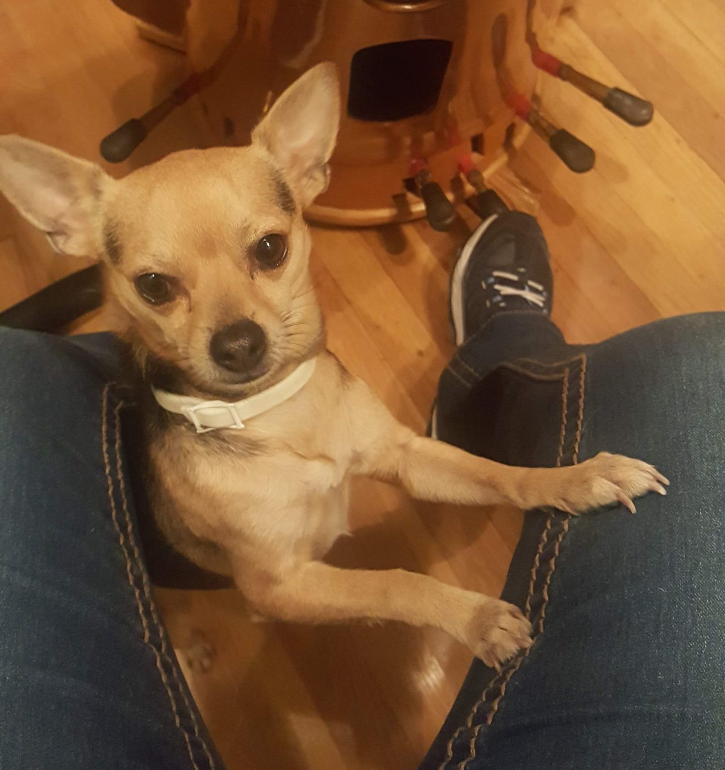 Senior Chihuahua For Adoption in Kansas City, Kansas – Meet Treble
