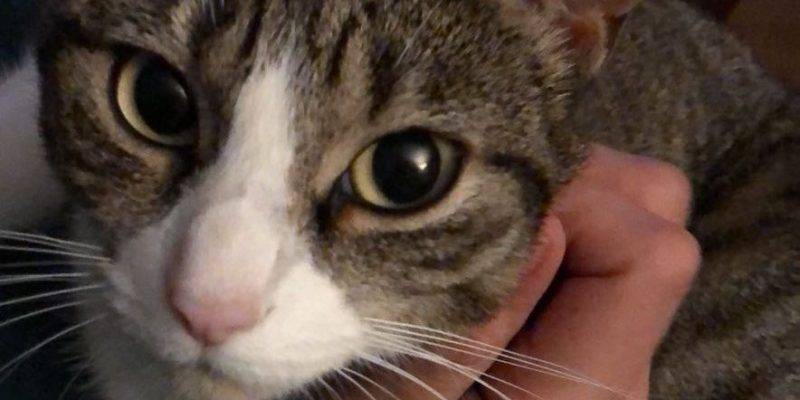 Tuxedo Tabby Cat For Adoption in Miami Florida Adopt Carlotta