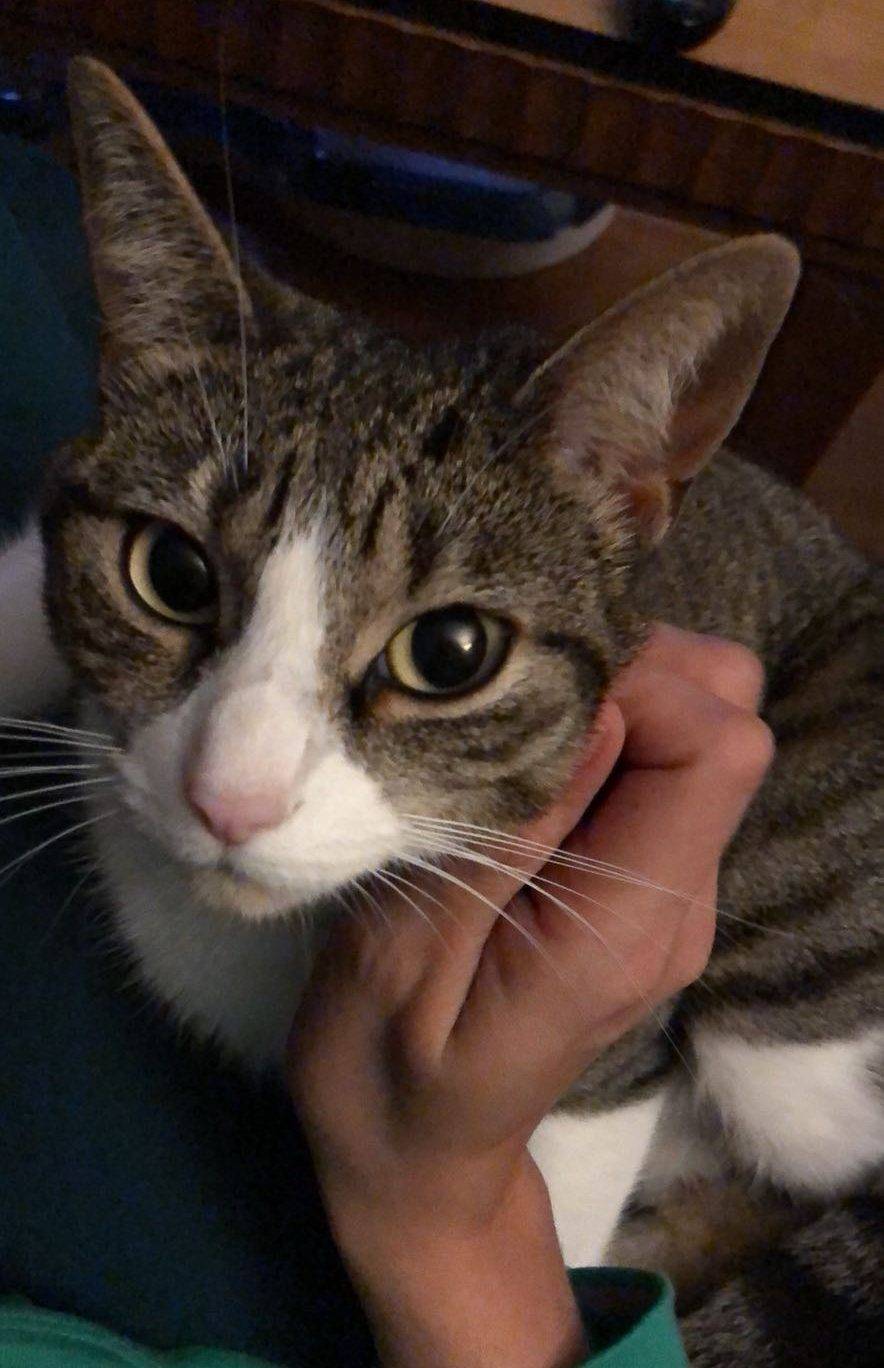 Tuxedo tabby cat for adoption in miami florida – adopt carlotta