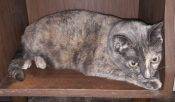 Honolulu HI - Sammis - Female Tortoiseshell (Tortie) Cat For Adoption