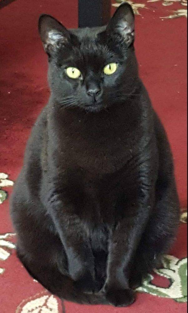 Black Cat For Adoption in BROOKLYN New York