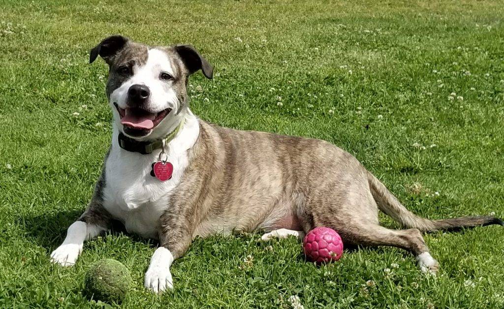 American staffordshire terrier mix dog for adoption in torrance ca