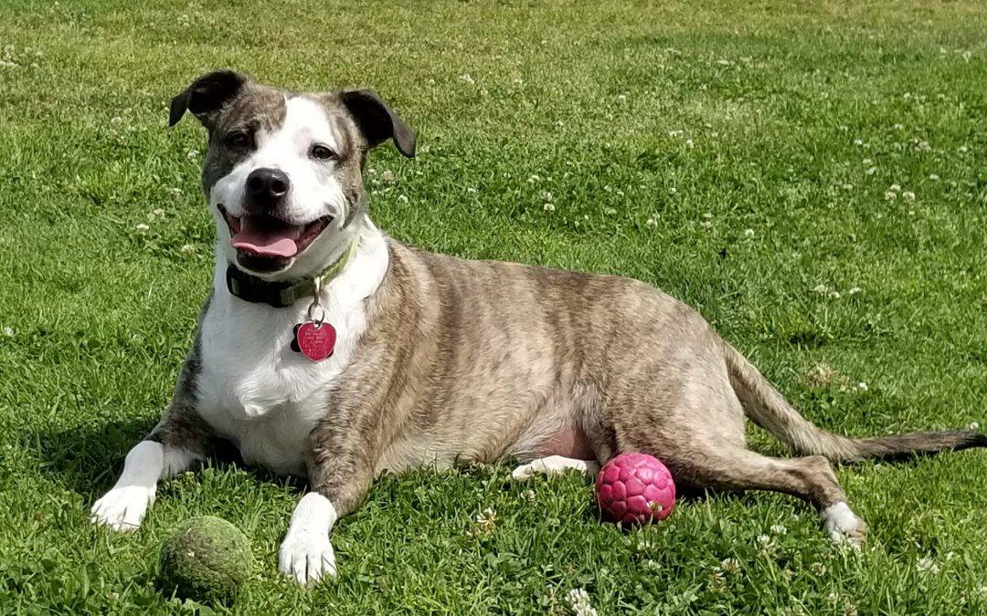 Torrance CA – 4 YO F American Staffordshire Terrier Mix Dog For Private Adoption – Meet Kira