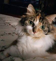 Maine Coon Mix Cat For Adoption Burlington ON