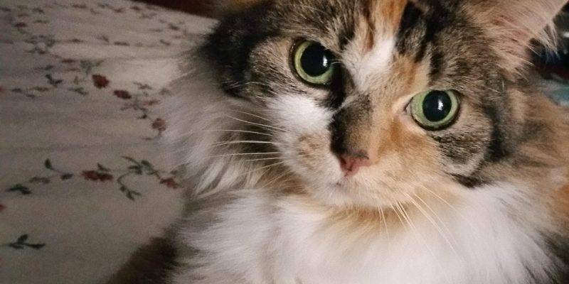 Stunning Maine Coon Mix Cat For Adoption Burlington Ontario – Adopt Jazz