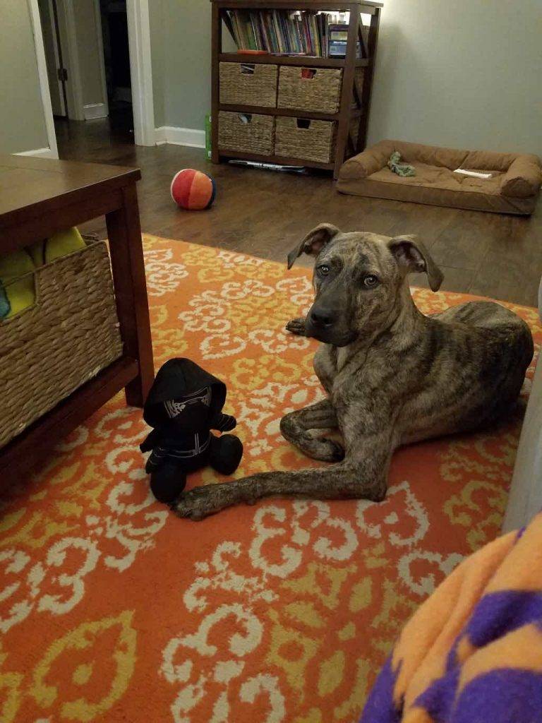 Olaf - Plott Hound Mix Dog For Adoption in South Carolina