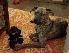 Olaf - Plott Hound Mix Dog For Adoption In South Carolina