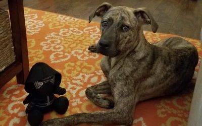 Plott hound mix dog for adoption in central sc – adopt olaf