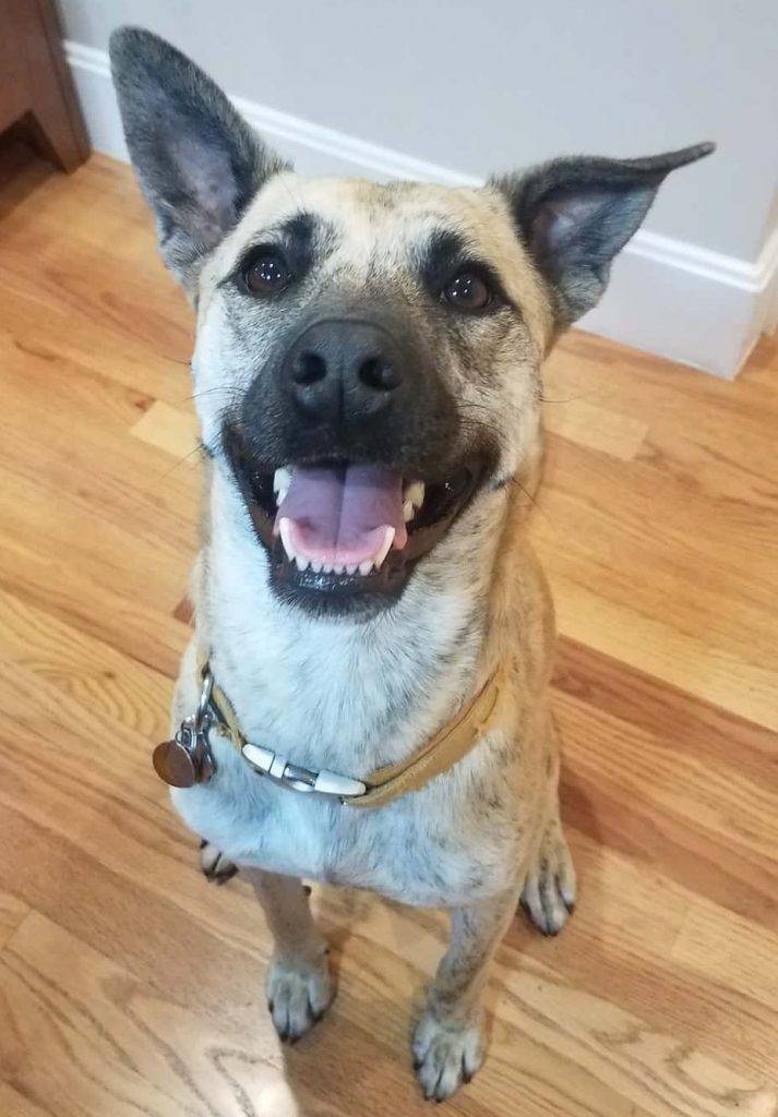 Arvada co - australian cattledog (blue heeler) mix dog for private adoption - meet lulu