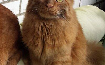 Stunning flame colored longhair cat for adoption in toronto – supplies included – adopt toryn