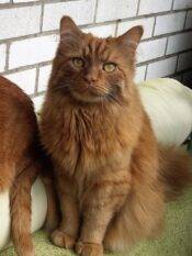 Longhair Orange Tabby Cat Adoption Toronto