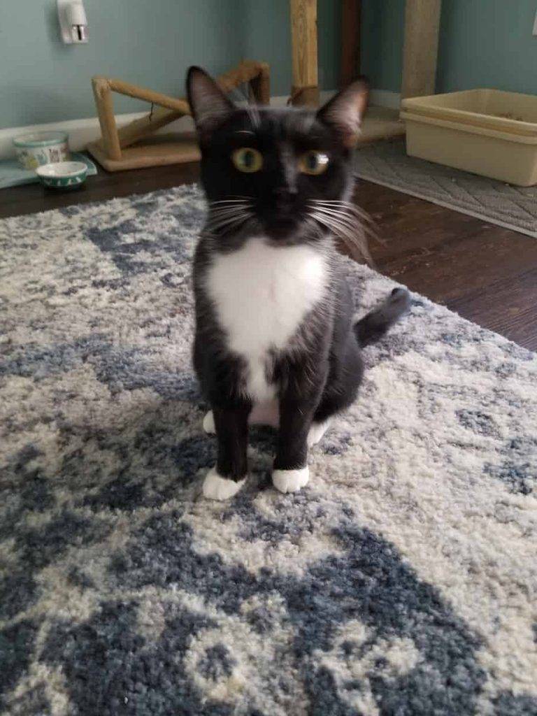 Las vegas nv, adorable female tuxedo cat for private adoption to loving home - adopt deb