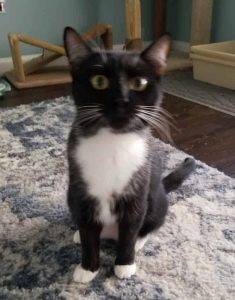 Las vegas nv – adorable female tuxedo cat for private adoption to loving home – adopt deb