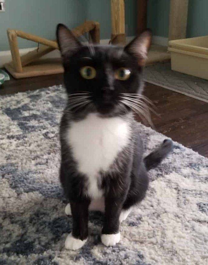 Las Vegas NV, Adorable Female Tuxedo Cat For Private Adoption to Loving Home - Adopt Deb