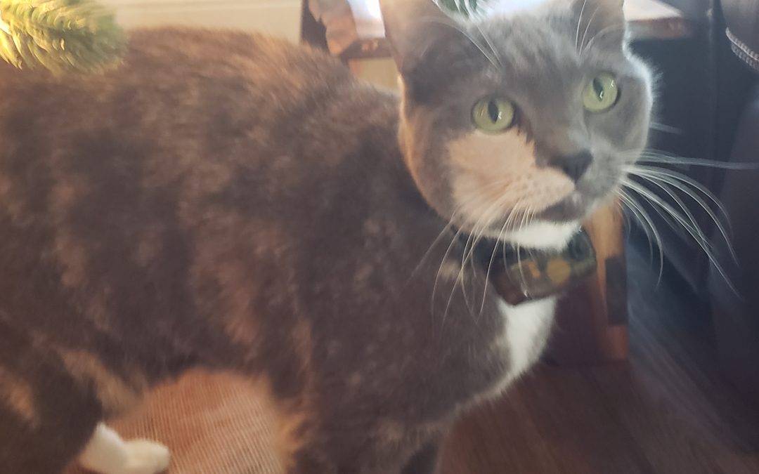 Tortoiseshell Tuxedo Cat For Adoption in Kennesaw GA – Meet Spice
