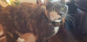 Tortoiseshell tuxedo cat for adoption in kennesaw ga – meet spice