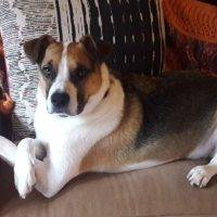 Beagle German Shepherd Boxer Mix Dog For Adoption In Seattle WA