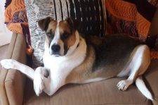 Beagle German Shepherd Boxer Mix Dog For Adoption In Seattle WA