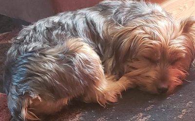Philadelphia PA – Yorkshire Terrier (Yorkie) Puppy ADOPTED – Willingboro NJ – Meet Coco