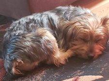 Yorkshire Terrier Yorkie Puppy For Adoption In New Jersey