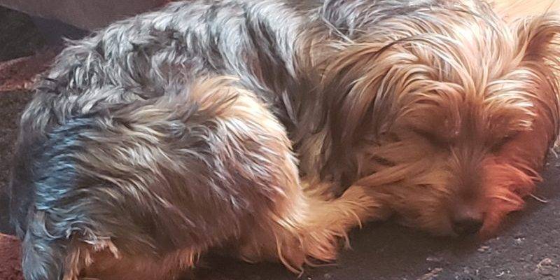 Yorkshire Terrier Yorkie Puppy For Adoption in New Jersey