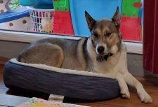 Siberian Husky Collie Mix Dog For Adoption Modesto CA