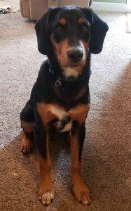 Bloodhound mix puppy for adoption in louisville kentucky – meet merlin