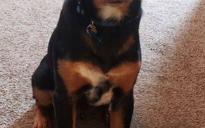 Bloodhound Mix Puppy For Adoption in Louisville Kentucky – Meet Merlin