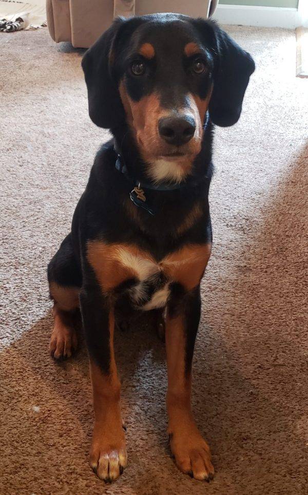 Bloodhound Mix Puppy For Adoption Louisville KY