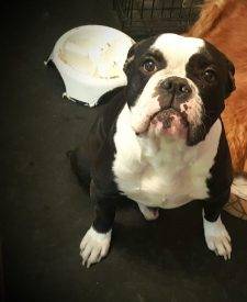 Old English Bulldog for Adoption in Leduc AB –  Meet Ollie (olaf)
